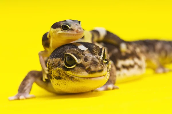 Μωρό το αφρικανικής λίπος-tailed gecko που βρίσκεται στην κορυφή της μητρικής — Φωτογραφία Αρχείου