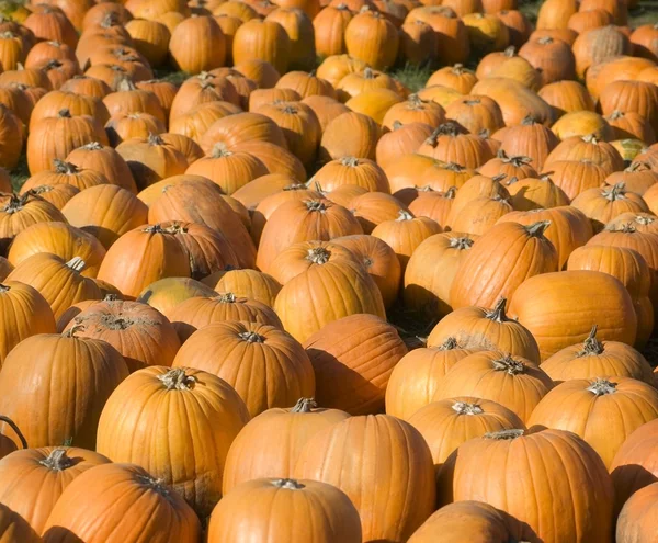 Pumpkins — Stock Photo, Image