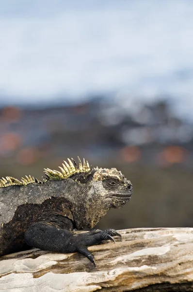 Deniz iguanası — Stok fotoğraf
