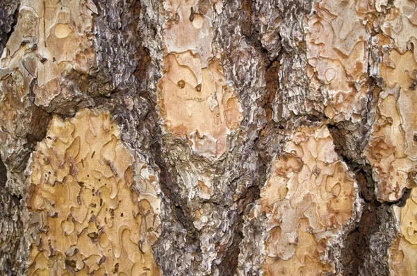 Tree bark — Stock Photo, Image