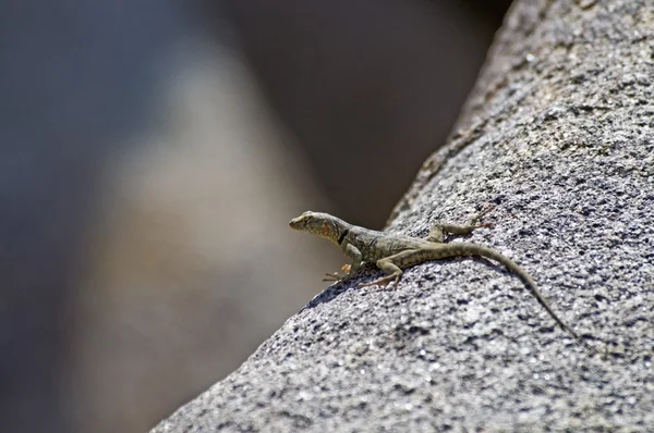 Bir kaya üzerinde tadını çıkarma şeritli rock kertenkele (petrosaurus mearnsi mearnsi) — Stok fotoğraf