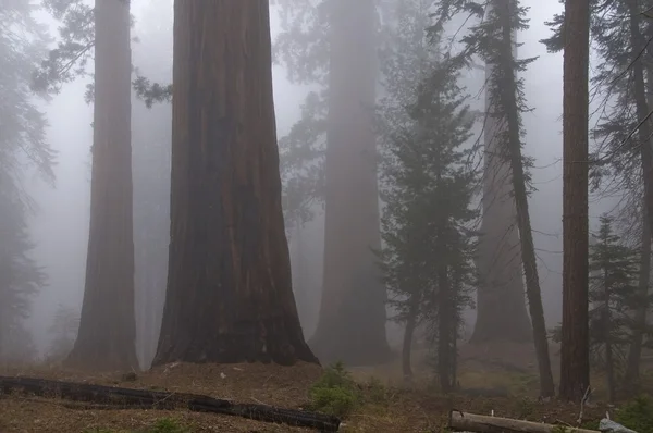 Forest with fog — Stock Photo, Image