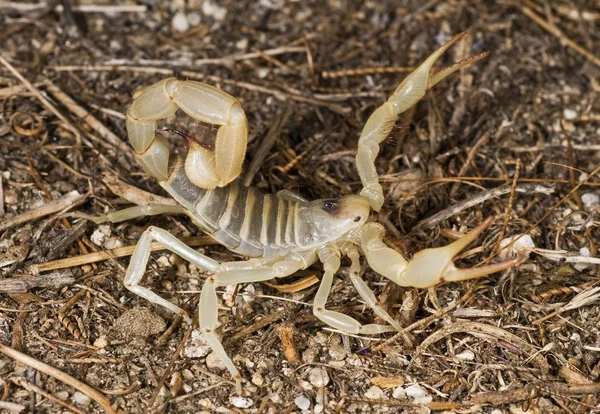 Γίγαντας έρημο τριχωτό Σκορπιός (hadrurus arizonensis巨大な砂漠毛深いスコーピオン （hadrurus arizonensis) — Φωτογραφία Αρχείου