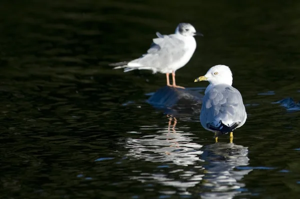 Lake Of The Woods, Ontario, Canada. Two Ring-Billed Gulls Standing In The Water — Stock Photo, Image
