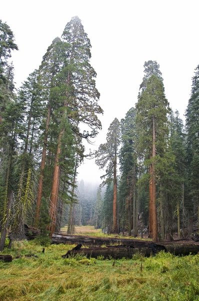 Sequoia national park