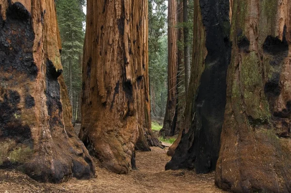 Sequoia nationalpark — Stockfoto