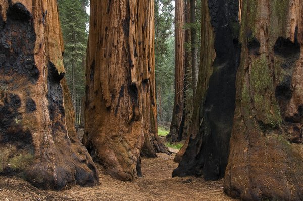 Sequoia national park
