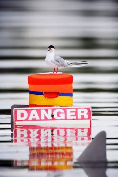 Seagull On Buoy With Danger Sign With Shark Fin Passing By — Stock Photo, Image