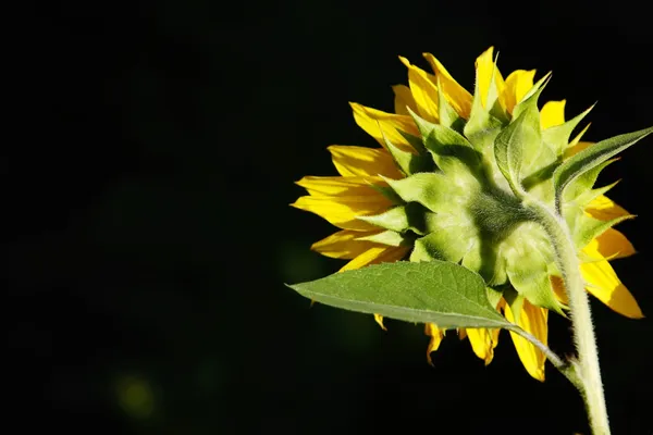 Zadní slunečnice — Stock fotografie