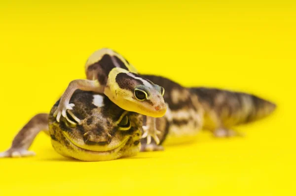 Μωρό το αφρικανικής λίπος-tailed gecko που βρίσκεται στην κορυφή της μητρικής — Φωτογραφία Αρχείου