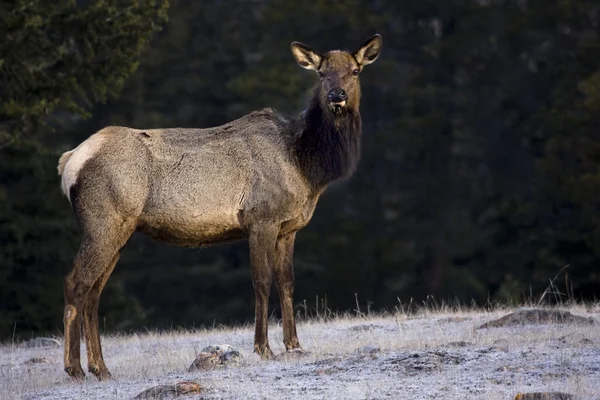 Elk (Cervus Canadensis) — Stock fotografie