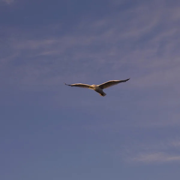 Seagull in vlucht — Stockfoto