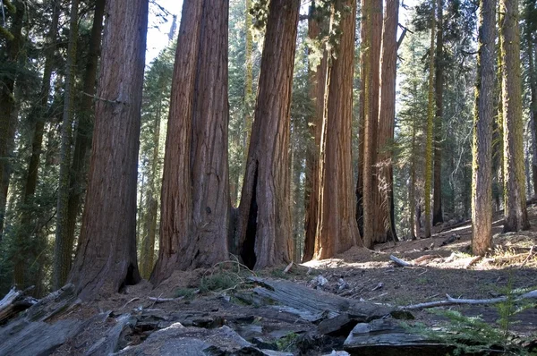 Δέντρα Sequoia, εθνικού πάρκου sequoia — Φωτογραφία Αρχείου