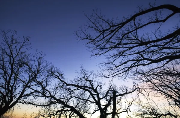 Tree Branches — Stock Photo, Image