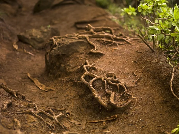 Kořeny, napali pobřeží státu park, kauai, Havaj — Stockfoto