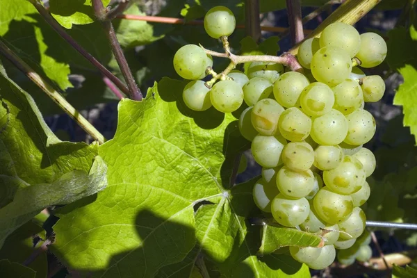 Uvas en la vid — Foto de Stock