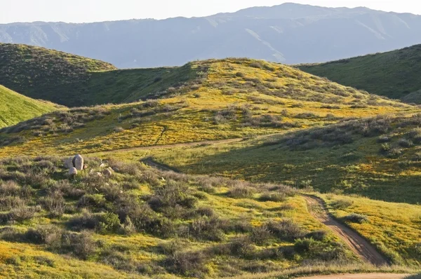 Californië landschap, Verenigde Staten — Stockfoto