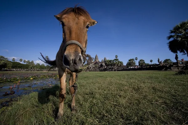 Un cavallo. — Foto Stock