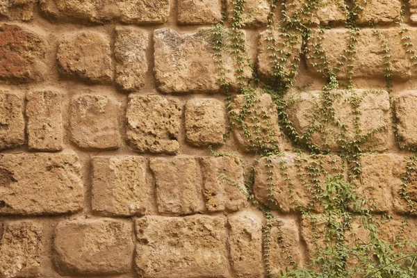 Stará kamenná zeď s břečťanem — Stock fotografie