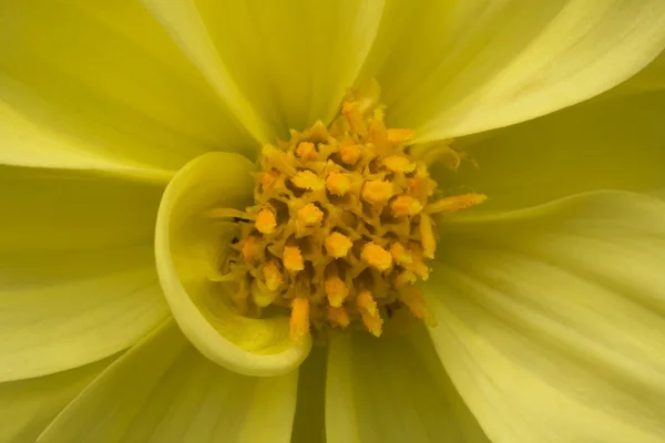 En gul blomma — Stockfoto