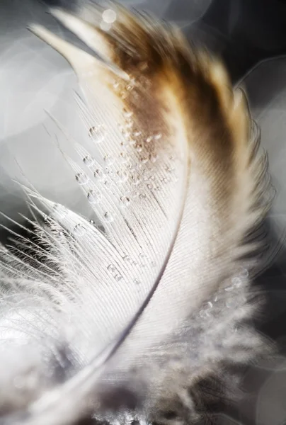 A Feather — Stock Photo, Image