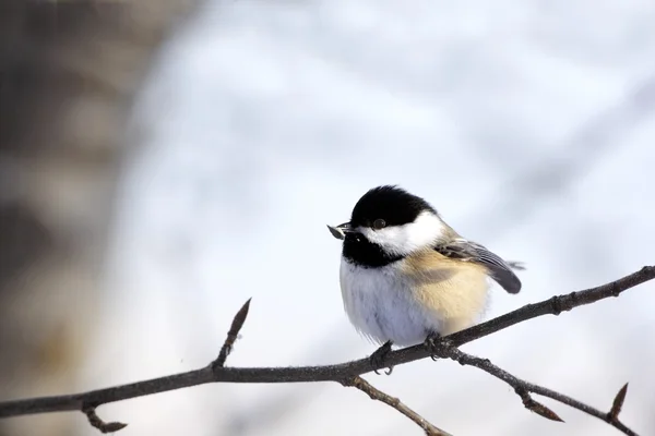 Black-Capped Chickadee, Poecile Atricapillus, Bird Perched On A Branch — Stock Photo, Image