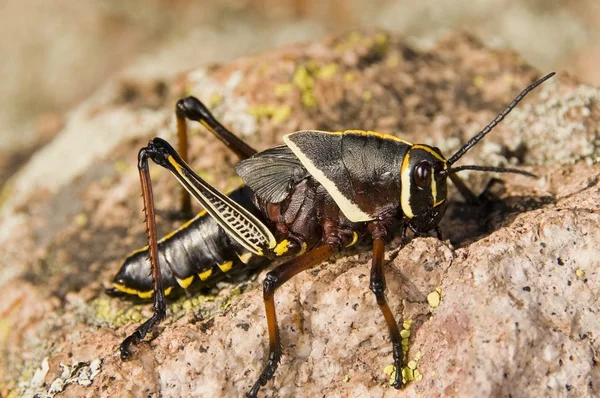 En färgglad Lubber Grasshopper (Brachystola Magna) vandrar på ett block — Stockfoto