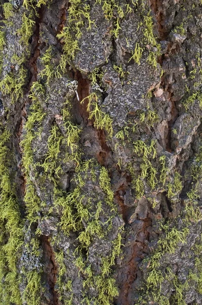 The moss covered bark of a pine tree — Stock Photo, Image