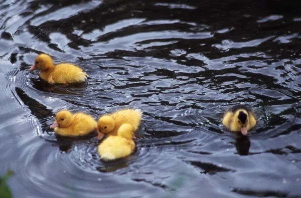 Entchen. Enten schwimmen — Stockfoto