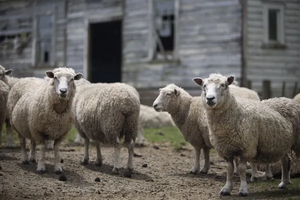 Schafe vor altem Gebäude — Stockfoto