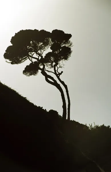 Árbol doblado de fuertes vientos — Foto de Stock