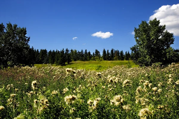 Grasveld omgeven door bos — Stockfoto