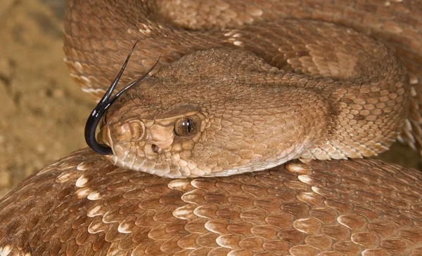 Egy védekező piros Gyémánt csörgőkígyó (crotalus ruber) — Stock Fotó