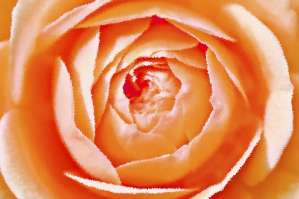 Orange rose — Stockfoto