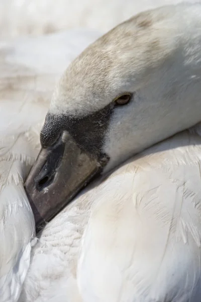 白鳥のクローズ アップ — ストック写真