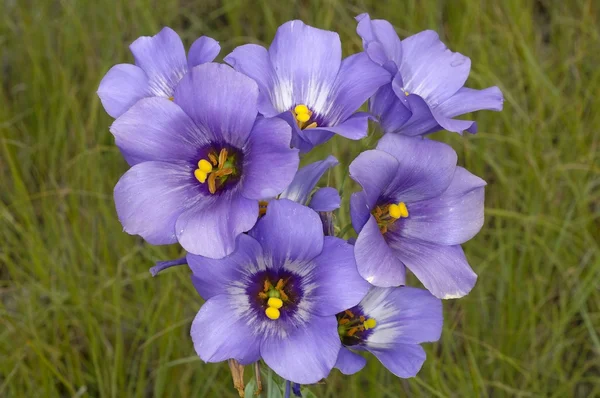 A Texas Bluebell Flower In Bloom — Stock Photo, Image