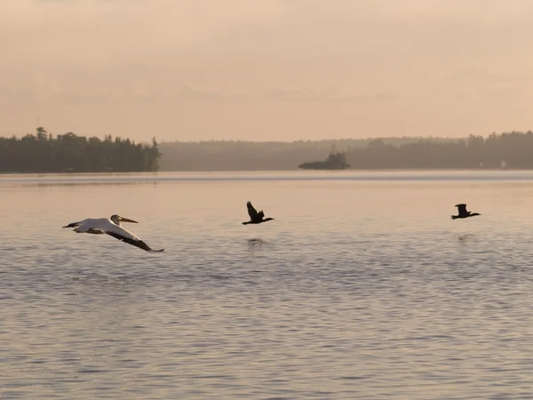 Lake Of The Woods, Ontario, Canadá. Pelícanos volando sobre un lago —  Fotos de Stock