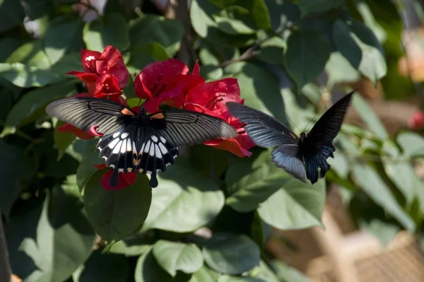 Borboletas em uma flor — Fotografia de Stock