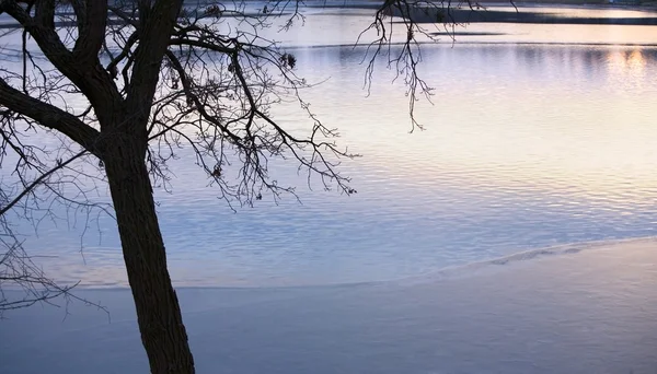 Дерево Сяючі крижані озеро — стокове фото