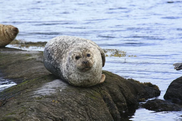 Seal lounging on rocks Stock Picture