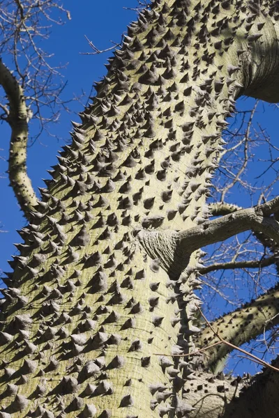 Chorisia Stock Photos Royalty Free Chorisia Images Depositphotos