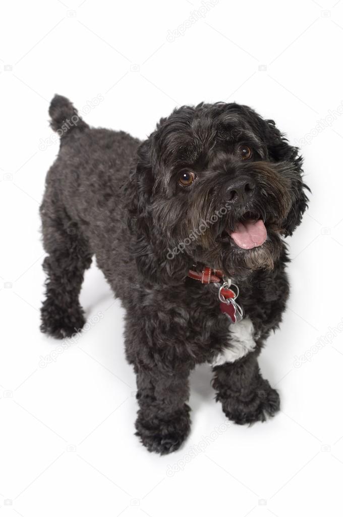 Black bichon-cocker spaniel dog