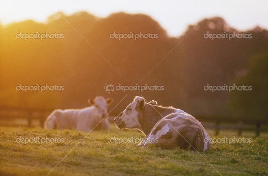 Cattle Sitting In Meadow During Sunset