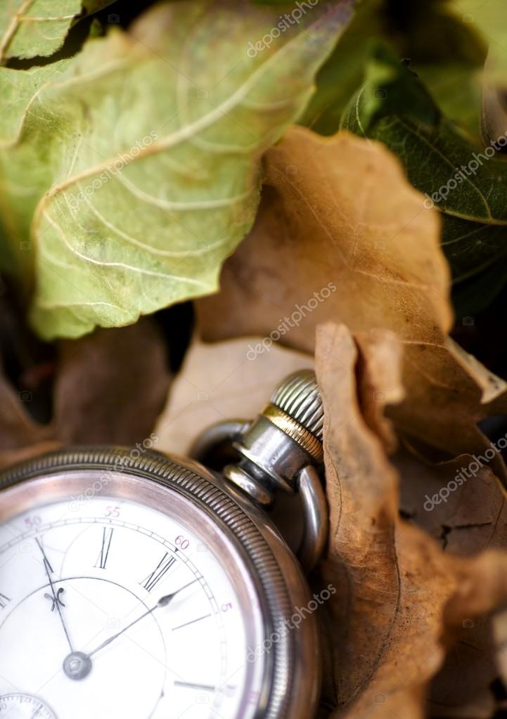 Pocket Watch On Leaves