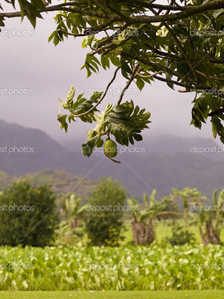 Árboles frutales tropicales fotos de stock, imágenes de Árboles frutales  tropicales sin royalties | Depositphotos
