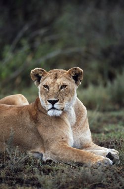 uzanmış, Afrika'da aslan