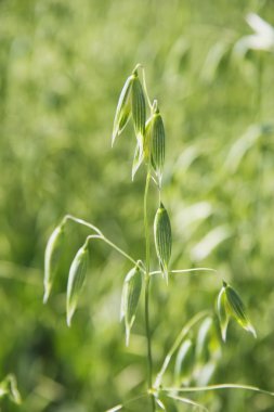 Yeşil yulaf bitki, central alberta, Kanada
