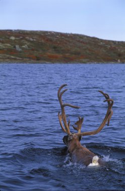 caribou Gölü arasında Yüzme
