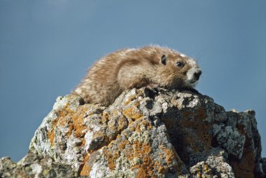 Olympic Marmot (Marmota Olympus) clipart