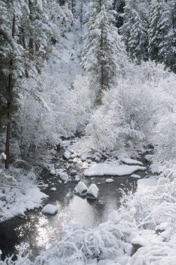 Fresh Snow, Jemez National Recreation Area, New Mexico, Usa clipart